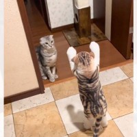 『二足立ちをする猫人形』を見たときの猫の反応が……あまりにも予想外すぎる姿が55万再生「猫の恩返しｗ」「確認するのかわいい」と大反響
