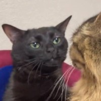 2匹の猫が椅子をめぐって争った結果…まさかの表情で『圧をかける姿』が289万再生「最初の顔なんなのｗｗ」「どんな気持ち？ｗ」と爆笑