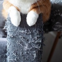 猫を『衝動的に飼った人』に起こり得る5つの問題　猫もあなたも不幸になりかねない避けるべき事態