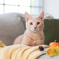 猫たちが絶対反応しちゃう『キラーワード』4選　必ずしも好きな言葉とは限らない？