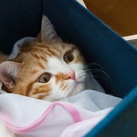 猫用に『洗濯ネット』を持っていたほうがいい３つの理由　用意するときのポイントも