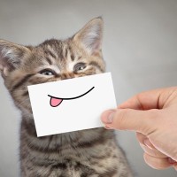 猫には人と同じく『喜怒哀楽』がある！猫たちの感情にまつわる4つの話