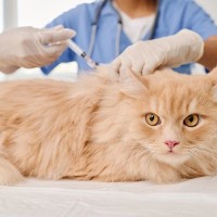 本当に大丈夫？FIPの愛猫に「人間のコロナ治療薬」を与える人が増加中　中国