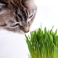 猫に『猫草』はマストアイテム？愛猫に与えるメリット・デメリット