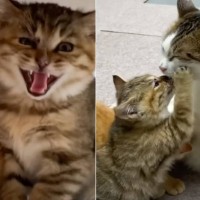 人が近付くと威嚇していた保護子猫→『血の繋がりのないママ猫』に預けた結果…涙腺崩壊必至の光景が8万再生「感動で涙がでた」「母の鏡」