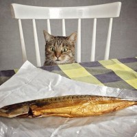 猫には絶対に与えてはいけない『魚介類』3選　危険すぎるその理由とは？