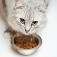 猫の『食べムラ』はなぜ起きる？その理由と、困ったら取るべき4つの対策