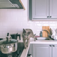 猫には凶器になる『家の中の危険物』4選　最悪命をも奪いかねないトラブルの元