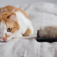 猫を喜ばす『ブラッシング術』4つのコツ　意外と多いブラッシング嫌いの子の慣らし方も