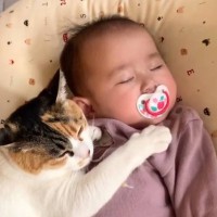 赤ちゃんが寝ていると、猫がやって来て……『優しく寄り添う光景』に思わず感動すると274万再生「なんだか泣ける」「なんて素敵」
