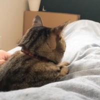 普段は風邪を引かない父が『久しぶりの体調不良』で、2匹の猫が…『ふたりの存在が一番の薬になった』尊い光景が19万再生「泣きそうになった」