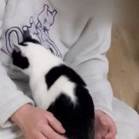 早朝から『構ってほしい』と起こしてきた猫→彼氏の膝の上で…あまりにも可愛すぎる『甘え方』が107万再生「拒否できないね」「ようこそ」