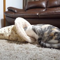 猫にふわふわの『ペット用寝袋』をあげた結果…思わず笑顔になる『最高に可愛い瞬間』が16万再生「声でたｗ」「幸せな時間」の声