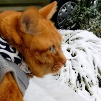 『外に行きたい！』と足を噛んできた猫→超絶寒いことに気がついた結果…とんでもなく早い判断に爆笑「思ってたのと違うって顔ｗ」と82万再生