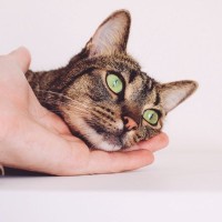 猫と『自分の手で遊ばせる』ことの危険4選　やめさせるためにできることも