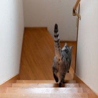 猫の『お尻から液体が出る』原因4選　ニオったり汚れていたら疑うべき病気とは