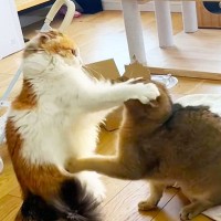 自分から『ウザ絡みする極悪猫』→先輩猫が反撃したら…まさかの『手のひら返し』に爆笑！「被害者のフリｗｗ」「表情豊かで可愛いｗ」の声