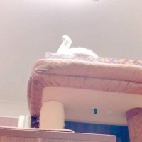 『白鳥』かと思ったら……まさかまさかの『猫の一発芸』が100万表示の大反響「本物と並べても遜色なし」「素晴らしい」と絶賛の声