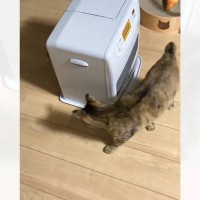 ストーブの周りで遊んでいる猫→実は……まさかの『天才的すぎるひとり遊び』が464万表示の大反響「永久機関」「マジ天才」と驚愕