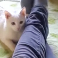 『猫がほしい』と言ったら、真っ白な子猫が裏庭に…10年前の願いが生んだ『奇跡のエピソード』が293万再生「素敵な話」「感動した」