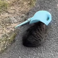 頭に『ジョウロがハマってしまった猫』を助けた結果…予想外すぎる『衝撃の結末』が216万再生「ありがとニャー」「優しい世界」の声
