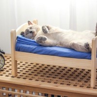 猫がこなす『寝る前のやることリスト』3つ　毎日繰り返すナイトルーティンってあるの？