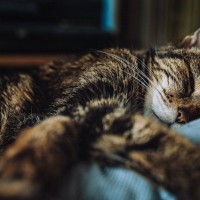 猫と『一緒に寝ない』ことのメリット3選　さみしいけど、別々に休むことの利点もちゃんとある