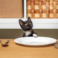 愛猫が『お皿から食べ物を出して食べる』のはなぜ？考えられる3つの理由