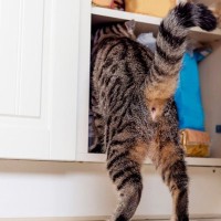 猫がこそこそ隠れて『盗み食い』をする5つの原因　やめさせるための対策法も