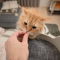猫の『おやつ』も3時がいい？！猫が喜ぶ『おやつタイミング』ベスト3