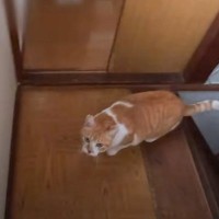 ２階にいる保護子猫の存在に『先住猫が気付いた』結果…優しい気遣いの様子が感動的すぎると110万再生「本当に優しい」「賢くていい子だね」