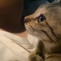 花火大会の日に必死についてきた『ガリガリの子猫』保護したら…現在の姿と1年間の軌跡が115万再生「愛がある家族」「優しさに感動」と絶賛