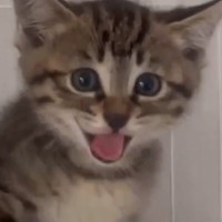 精一杯の威嚇をする『保護された赤ちゃん猫』→とんでもなく『愛おしい光景』が237万再生の反響「1人でよく頑張ったね」「涙がでてくる」