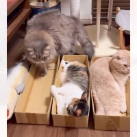 『3つのダンボール箱』が猫で満室になるかと思ったら…まさかの『衝撃の展開』が285万再生「なんで…ｗ」「可愛い」とSNSで話題