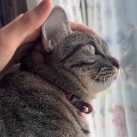 猫の『頭をポン』と触ってみると…予想外の『可愛すぎるシステム』に5万1000いいね「仕事終わりの癒しに欲しい」「ボタン式なのか」と絶賛