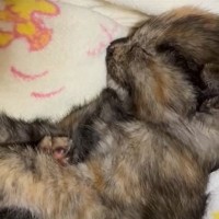 茂みで血を流していた子猫を保護→獣医に『家庭では飼えない』と言われるも…『この子を幸せにしたい』感動の物語が27万再生「思わず涙がでた」