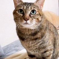 『クセの強い猫』が飼い主にお願いされて…まさかの『我が道を行く』行動に爆笑！「何しても面白いし可愛い」「我が道を行く姿に感銘」の声