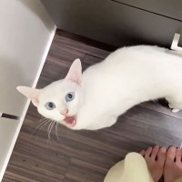 『ママが大好きな白猫』ストーカー行為がエスカレートして…可愛すぎる『かまって攻撃』が1万9000再生「ニャーは掛け声？ｗ」「お利口！」