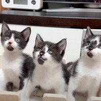 『遊びすぎた子猫』疲れた結果…とんでもない格好で『爆睡する光景』に「寝相すごいｗ」「体痛くならないのｗ」と15万9000再生の反響