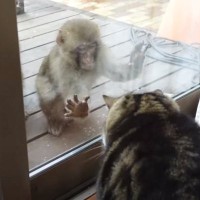 イタズラをしてきたサルに『3匹の猫』が……三者三様の反応に爆笑する人続出「ラスボス感ｗ」「絵に書いたような固まり方ｗ」と8万再生