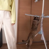 ママがファッションショーをしていたら、猫が…あまりにも『温度差激しすぎる光景』が13万再生「みんな可愛いｗ」「笑い止まらん」と爆笑の声