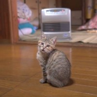 『あったかいね！』はじめてのヒーターで、子猫が……衝撃的にかわいい『お喋りの様子』が36万再生「自然とニヤけた」「癒やされる」