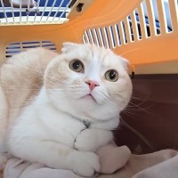 検診を受けさせるために猫を病院に連れていったら…獣医から言われた『衝撃の一言』が11万再生「声でた」「よく頑張ったね」