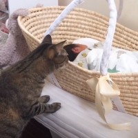 ビビリな猫が初めて『人間の赤ちゃん』と対面したときの反応が……微笑ましい光景に「ドキドキｗ」「可愛い弟ができて嬉しいね」の声