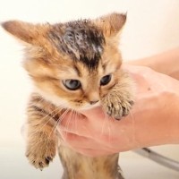 子猫が『初めてのお風呂』に入った結果…別人のように変化した様子が24万再生「可愛すぎて爆笑」「濡れてもかわいい」の声