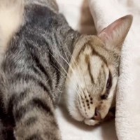 警戒心が強い元野良猫に『ホットカーペット』を与えたら…『無防備すぎる変貌ぶり』が2.3万回再生「見ててほっこりｗ」「平和そのもの…！」