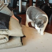 真冬に『大好きなコタツ』がなくなったら、猫は…飼い主に見せた『可愛すぎる仕草』に癒やされると3万再生「ほっこりした」「心が温かくなる」