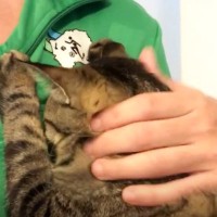 猫とパパの『朝のやりとり』の様子が…とんでもなく『甘えん坊な姿』が羨ましすぎると53万再生「愛が止まらないね」「毎日天国だろうな」