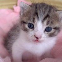 生後2週間の赤ちゃん猫を保護した結果…あまりにも愛おしい『成長の記録』に悶絶の声続出「健気で癒やされる」「成長が楽しみ」と43万再生