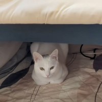 『こたつを初めてみた元迷い猫』の反応が……思わず笑みが溢れる『心温まる光景』が95万再生「幸せな気持ちに」「覚えちゃったのね」